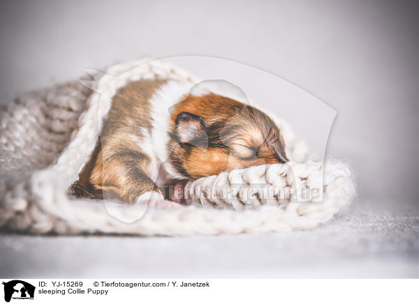 schlafender Collie Welpe / sleeping Collie Puppy / YJ-15269