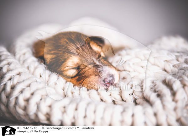 schlafender Collie Welpe / sleeping Collie Puppy / YJ-15275
