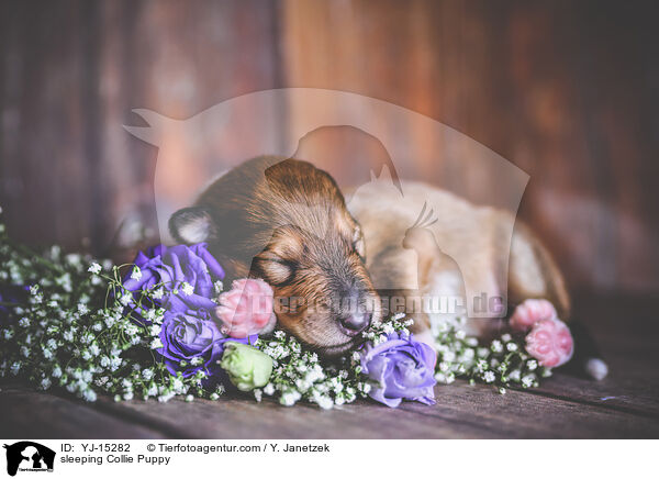 sleeping Collie Puppy / YJ-15282