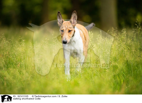 walking shorthaired Collie / SZ-01335