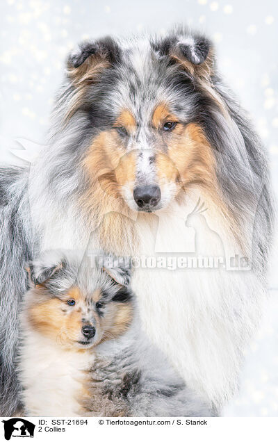 2 Collies / 2 Collies / SST-21694