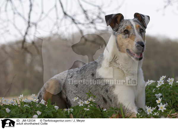 adult shorthaired Collie / JM-12034