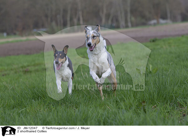2 shorthaired Collies / JM-12047