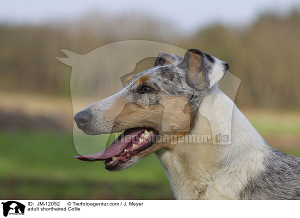 adult shorthaired Collie / JM-12052