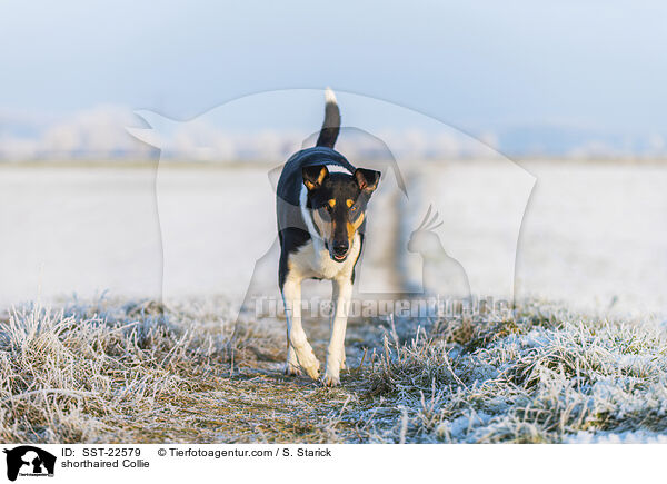shorthaired Collie / SST-22579