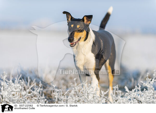 shorthaired Collie / SST-22582