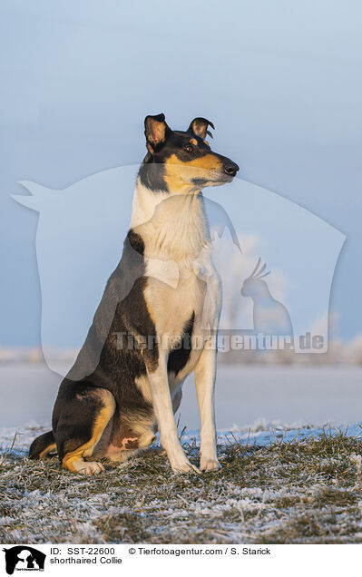 shorthaired Collie / SST-22600
