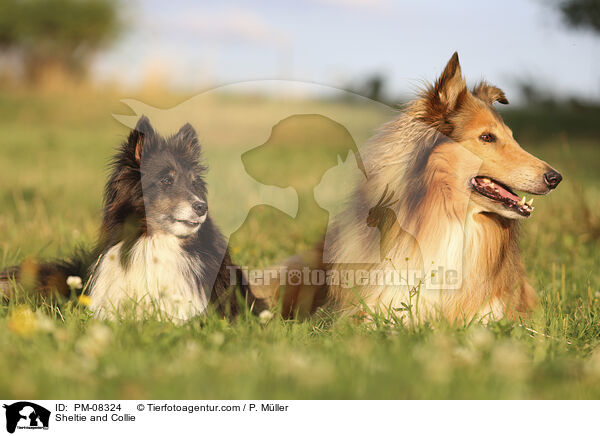 Sheltie und Collie / Sheltie and Collie / PM-08324