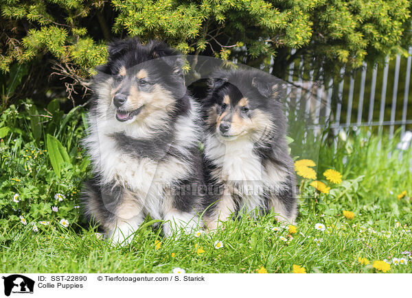 Collie Puppies / SST-22890