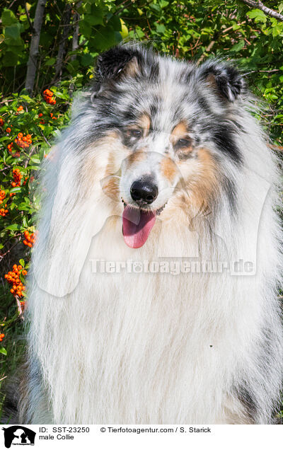 male Collie / SST-23250