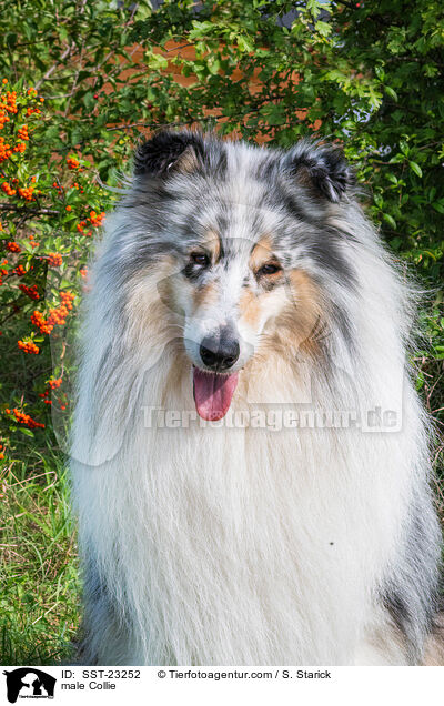male Collie / SST-23252