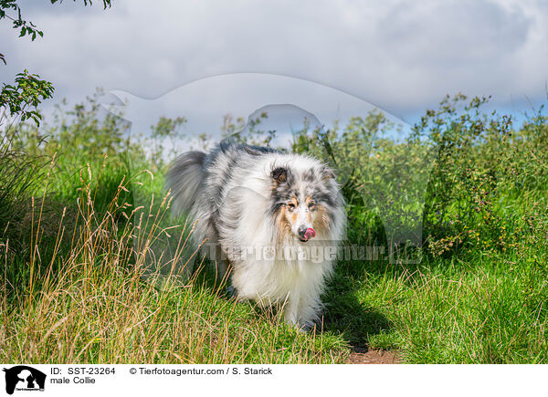 male Collie / SST-23264