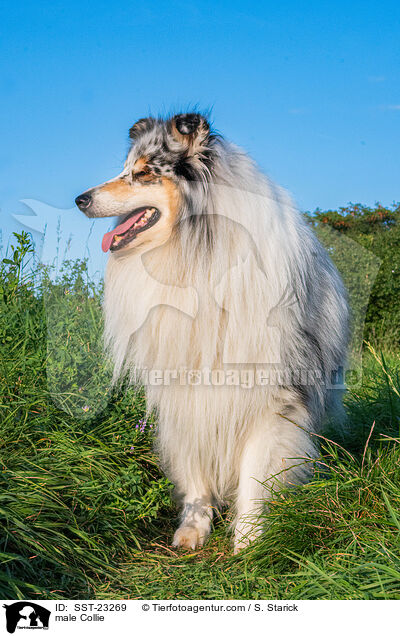 male Collie / SST-23269