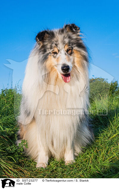 male Collie / SST-23277