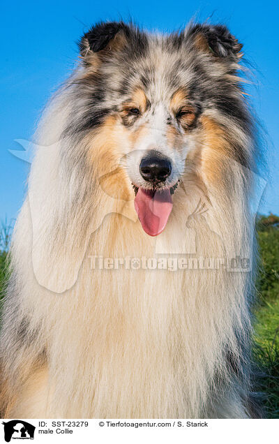 Collie Rde / male Collie / SST-23279