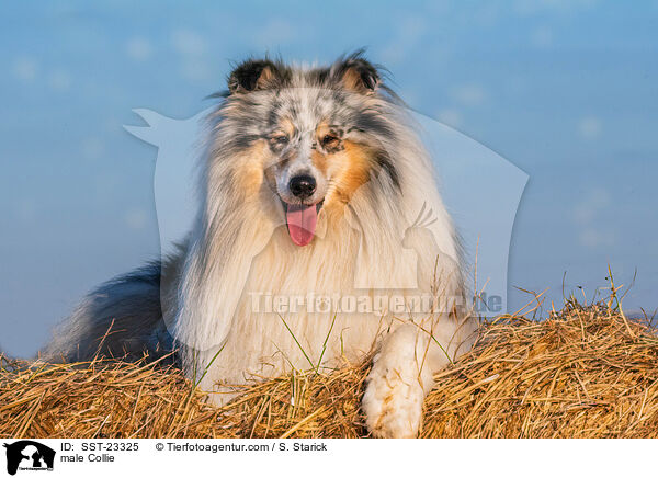 male Collie / SST-23325