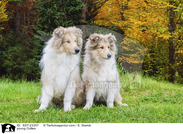 young Collies / SST-23357