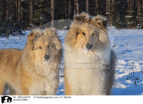 Collie Junghunde / young Collies / SST-23479