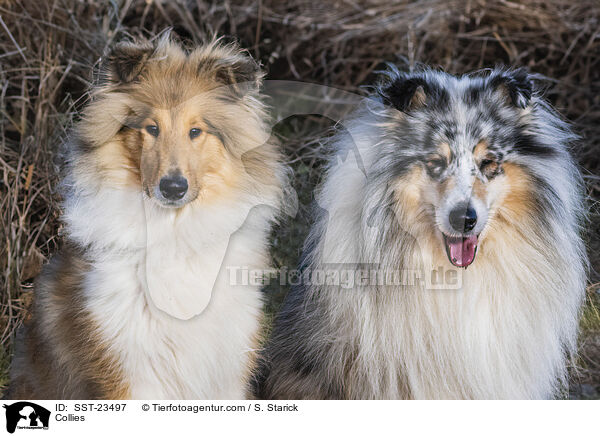 Collies / Collies / SST-23497