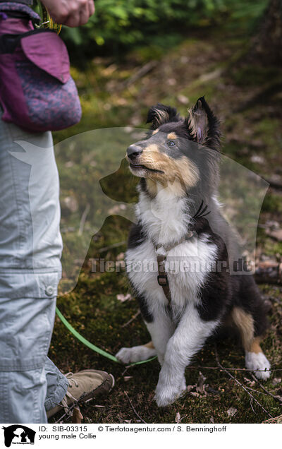 young male Collie / SIB-03315