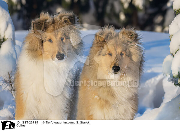 Collies / Collies / SST-23735