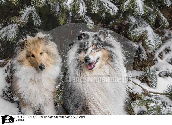 Collies / Collies / SST-23754