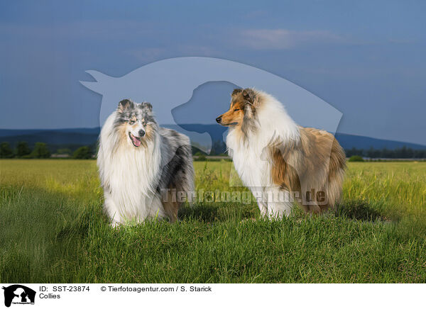 Collies / Collies / SST-23874