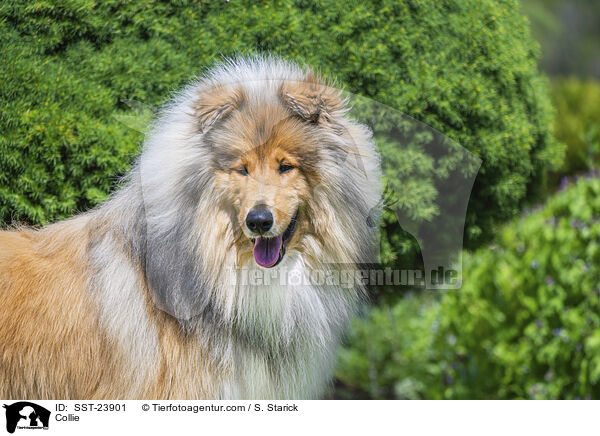 Collie / Collie / SST-23901