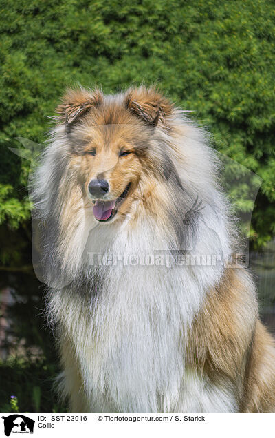 Collie / Collie / SST-23916