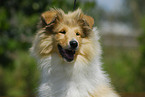 Collie Portrait