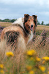 longhaired Collie