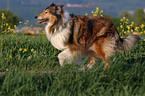 running Collie