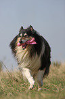 longhaired Collie