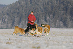 Collies in winter