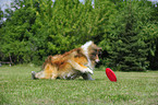 playing Collie