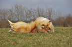 longhaired collie