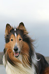 old longhaired Collie