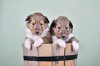 Collie Puppies