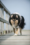 walking longhaired Collie