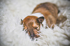 sleeping Collie Puppy