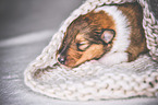 sleeping Collie Puppy