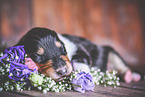 sleeping Collie Puppy