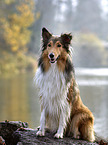 sitting Collie