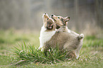 2 Collie Puppies