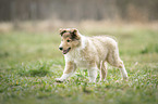 Collie Puppy