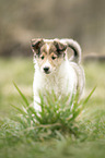 Collie Puppy