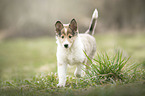 Collie Puppy