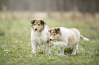 2 Collie Puppies