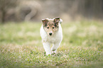 Collie Puppy