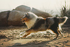 longhaired Collie